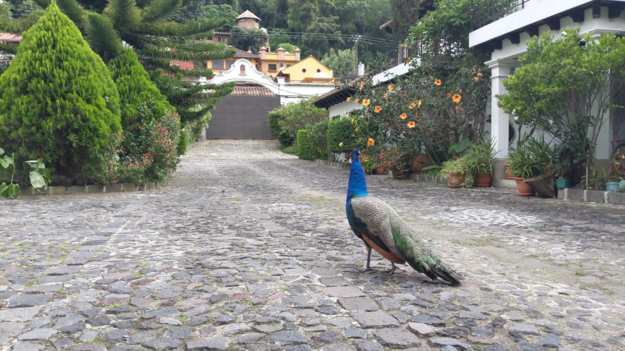 Hostal Casa Buho Antigua Eksteriør bilde